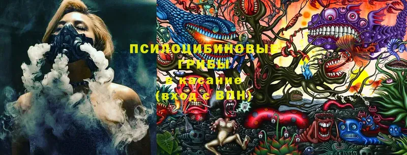 Галлюциногенные грибы Psilocybe  купить закладку  Иланский 